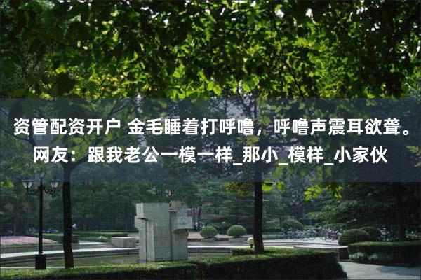 资管配资开户 金毛睡着打呼噜，呼噜声震耳欲聋。网友：跟我老公一模一样_那小_模样_小家伙